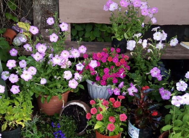 сеем однолетники. тагетес бархатцы саженцы. сеем однолетники. цинерария. сеем однолетники.