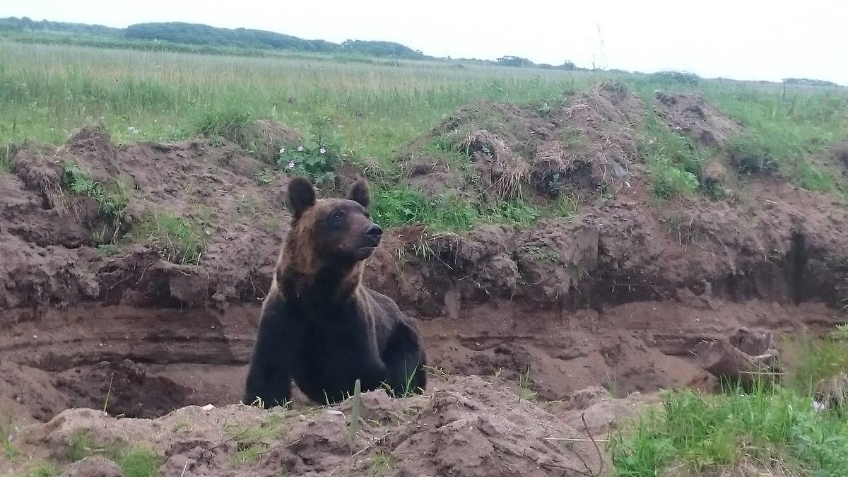 "Наблюдатель"