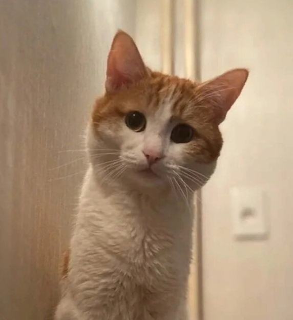Кот Твикс