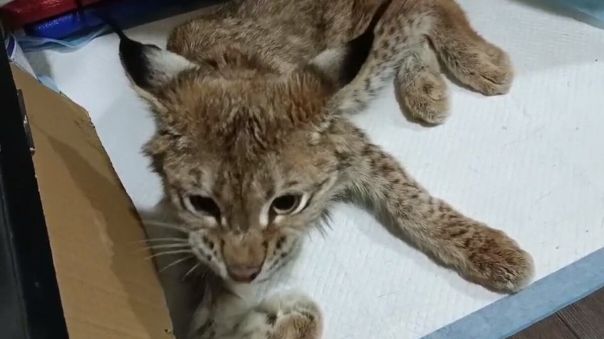     Информация о дальнейшей судьбе найдёныша рыси, заботиться о котором вынуждены сотрудники «Центр „Тигр“» в Приморском крае из первых рук.