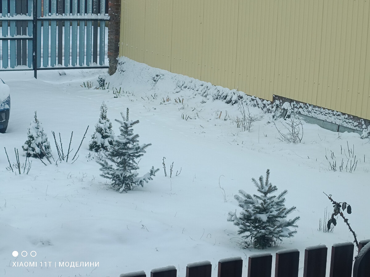 Ёлочки как будто тоже рады снегу🎄