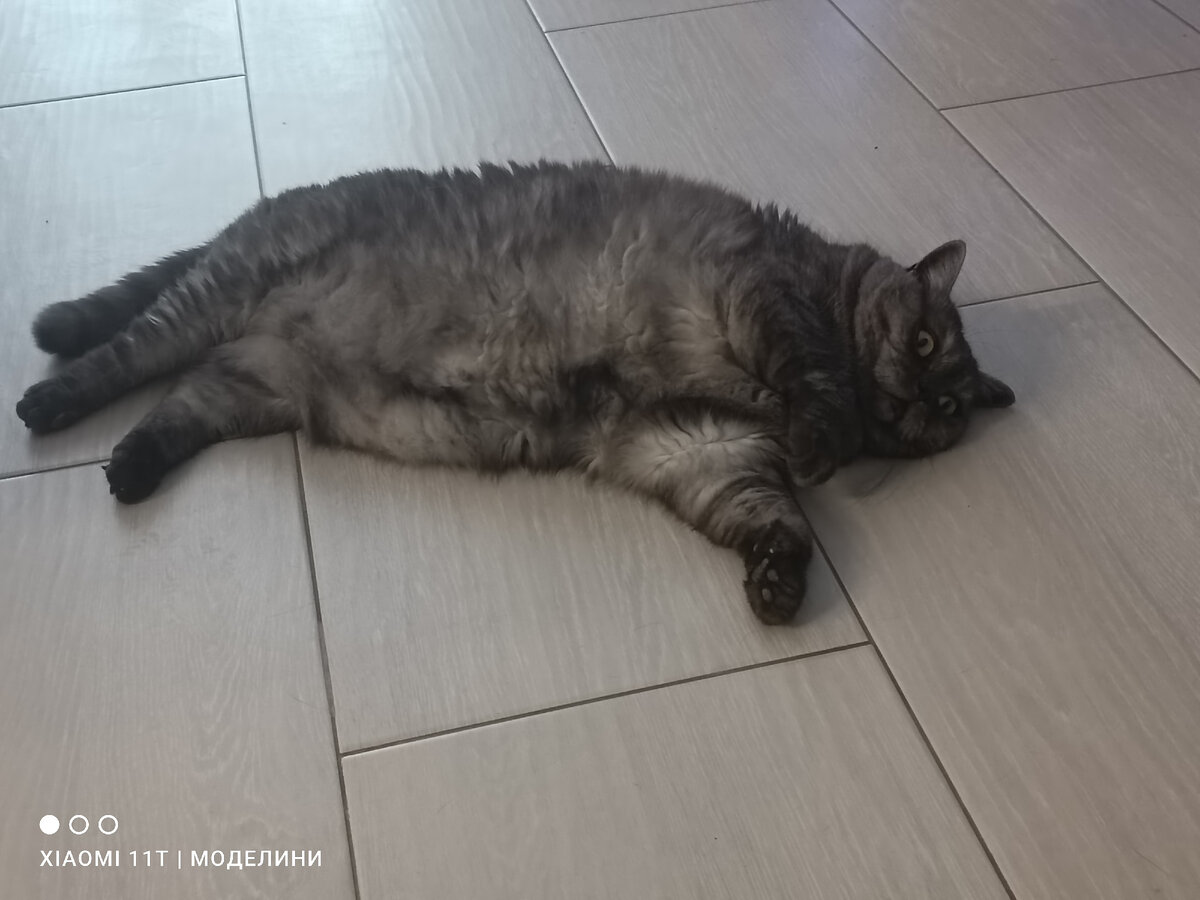 А кошенька не переживает, что света нет. Лежит на боку, отдыхает🥰