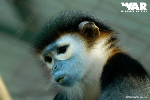 Черноногий тонкотел