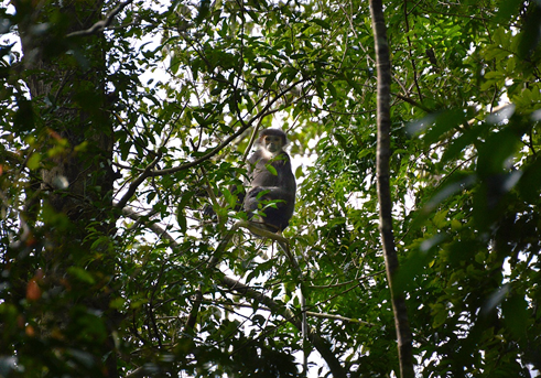 Тонкотел в естественной среде обитания
