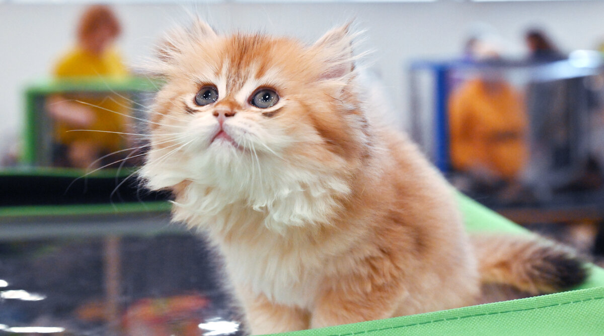 ВЛАДИМИР БАРАНОВ/GLOBALLOOKPRESS 