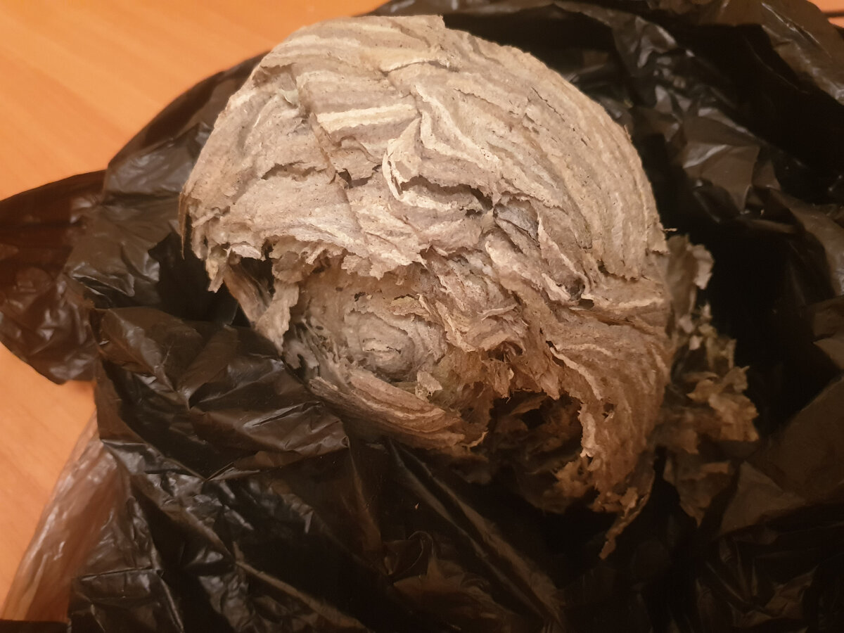 Осиное гнездо в пакете.