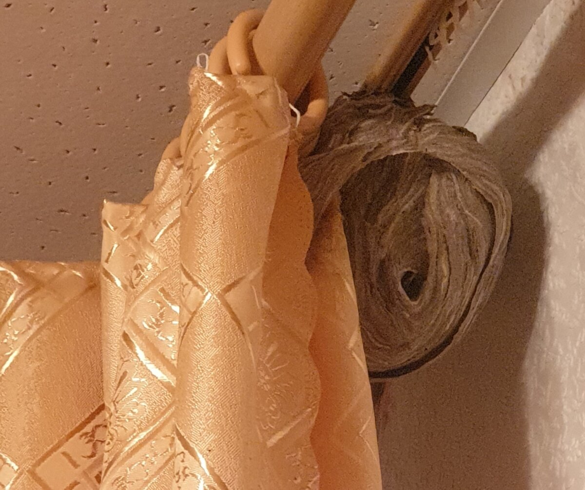 Осиное гнездо на карнизе.