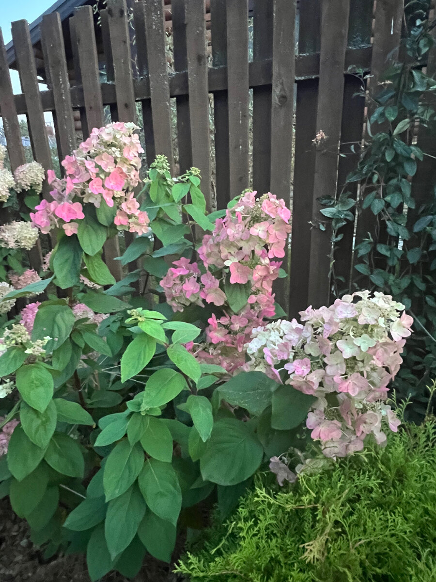 Лето в саду