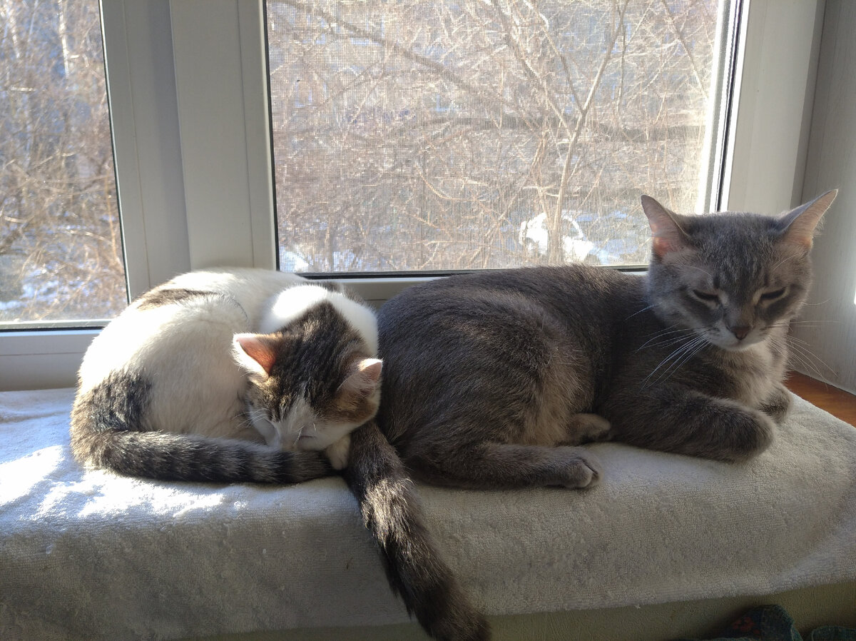 Наши домашние питомцы в нашей квартире :-)