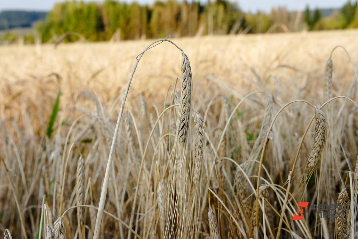 Французские аграрии могут остаться не у дел.  Фото: ФедералПресс / Елена Майорова