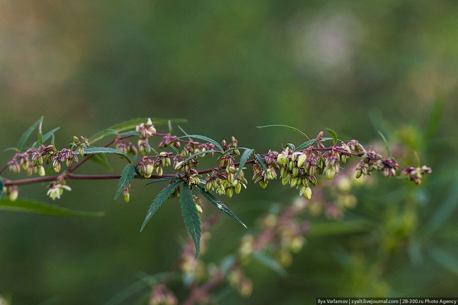 страны признанные бутаном. страны признанные бутаном. россия и бутан отношения. бутан на карте азии. страны где есть христианство.