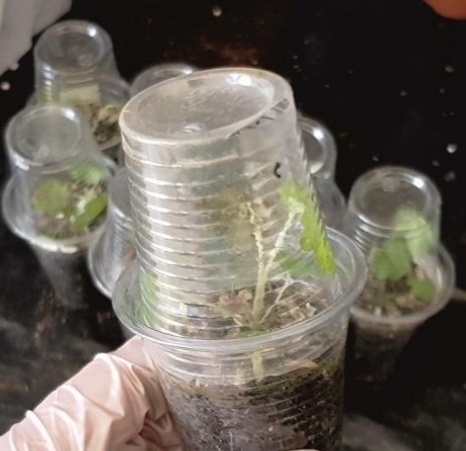 Тонкости посева семян ГЕЙХЕРЫ. Полезные советы. Посеяла, жду всходы.