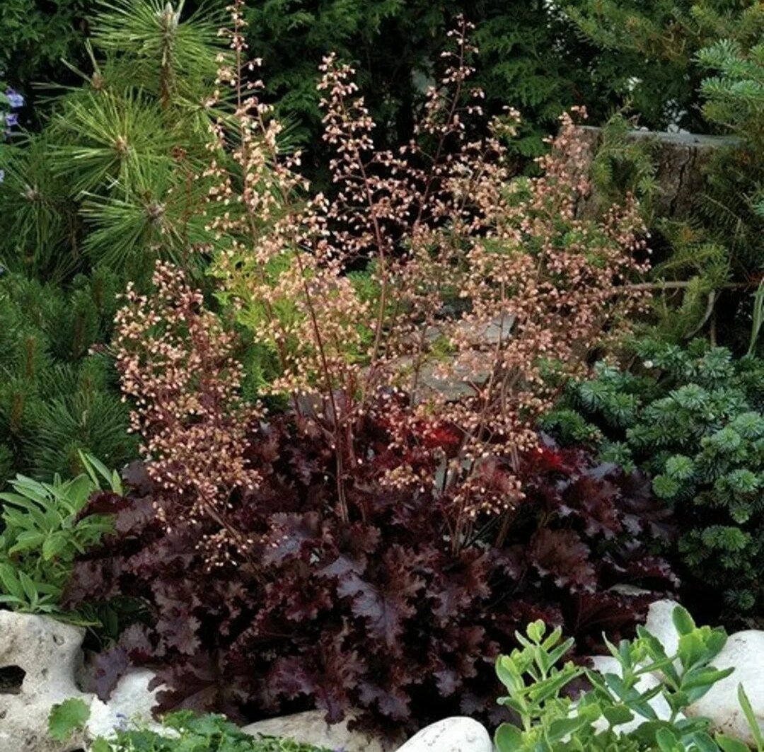 Гейхера в саду