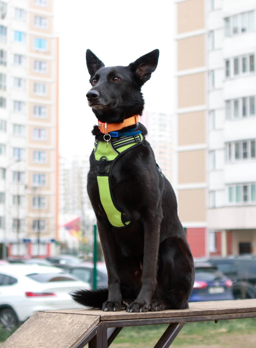 Да! И ошейник, и шлейка, и адресник! Всё это однажды может спасти жизнь