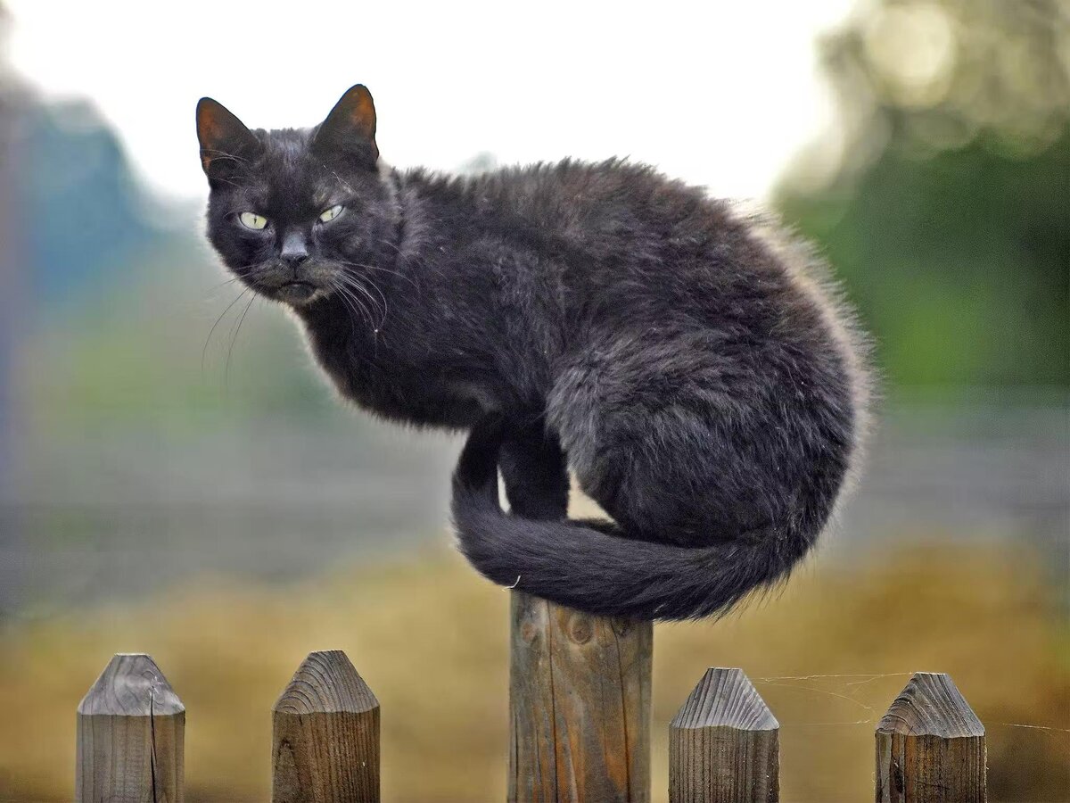 Движение первых кот. Кот на заборе. Черный кот на заборе. Грациозная кошка. Чёрный кот.