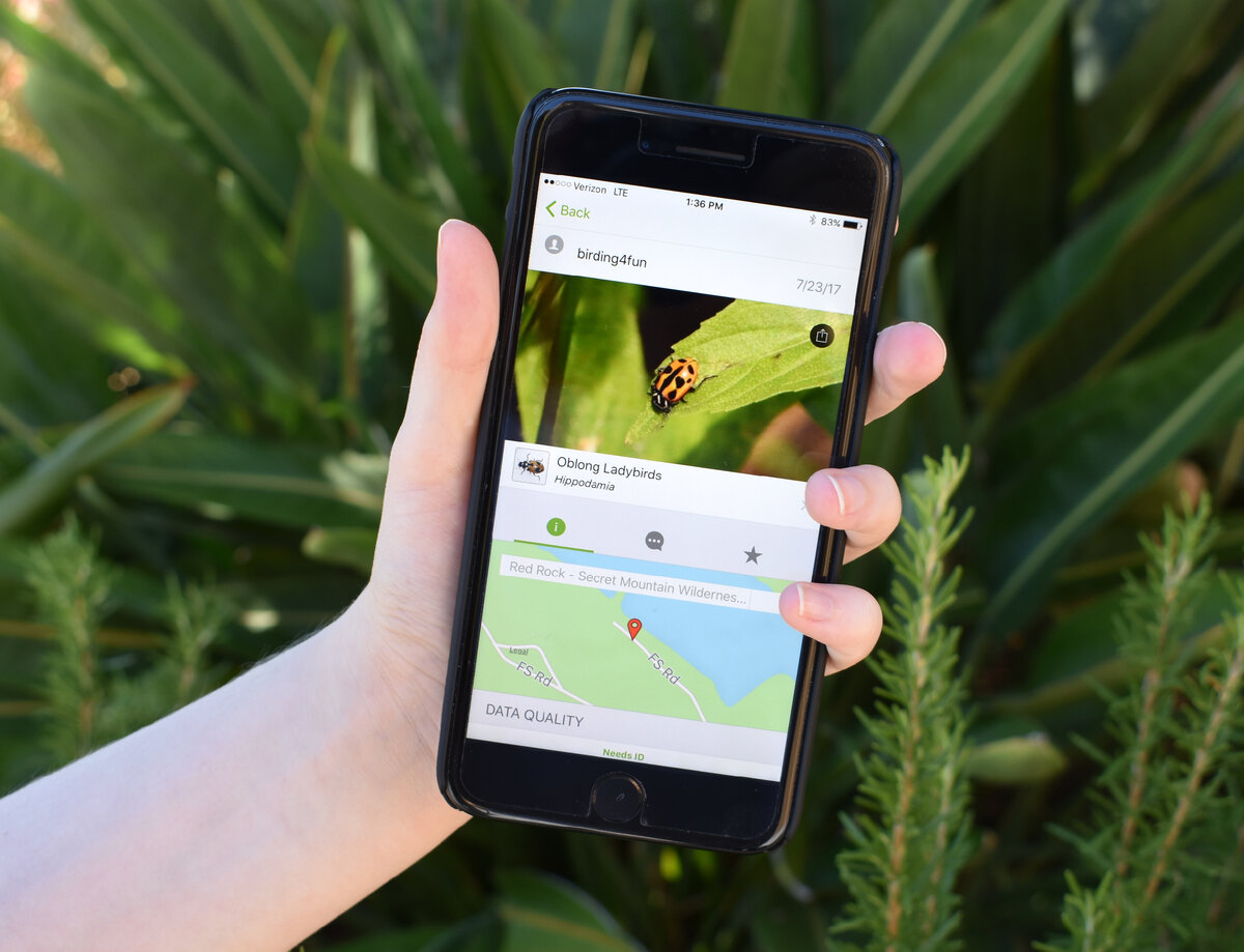 Вот так выглядит страничка социальной сети iNaturalist — фотография животного, его название, место и время наблюдения. Источник фото: Яндекс картинки