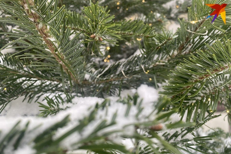 куда можно сдать елку после нового года. сдавать новогодние елки в переработку. куда сдать елку. переработка елок. куда можно сдать елку после нового года.