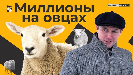 5 миллионов чистой прибыли. Овцы как бизнес. Как сельский франт построил с нуля ферму | Бизнес на селе