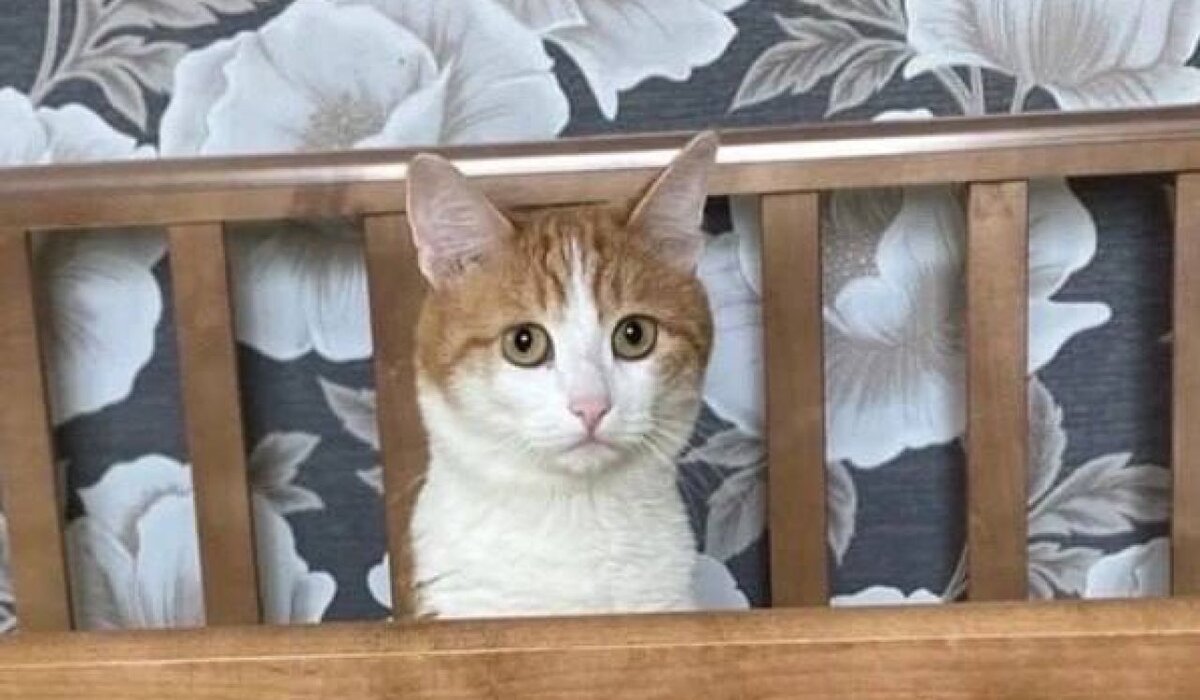 Фото: vk.com. koshkin_dom_doneck?z.