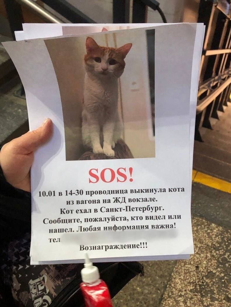 фото vk.com. koshkin_dom_doneck?z 