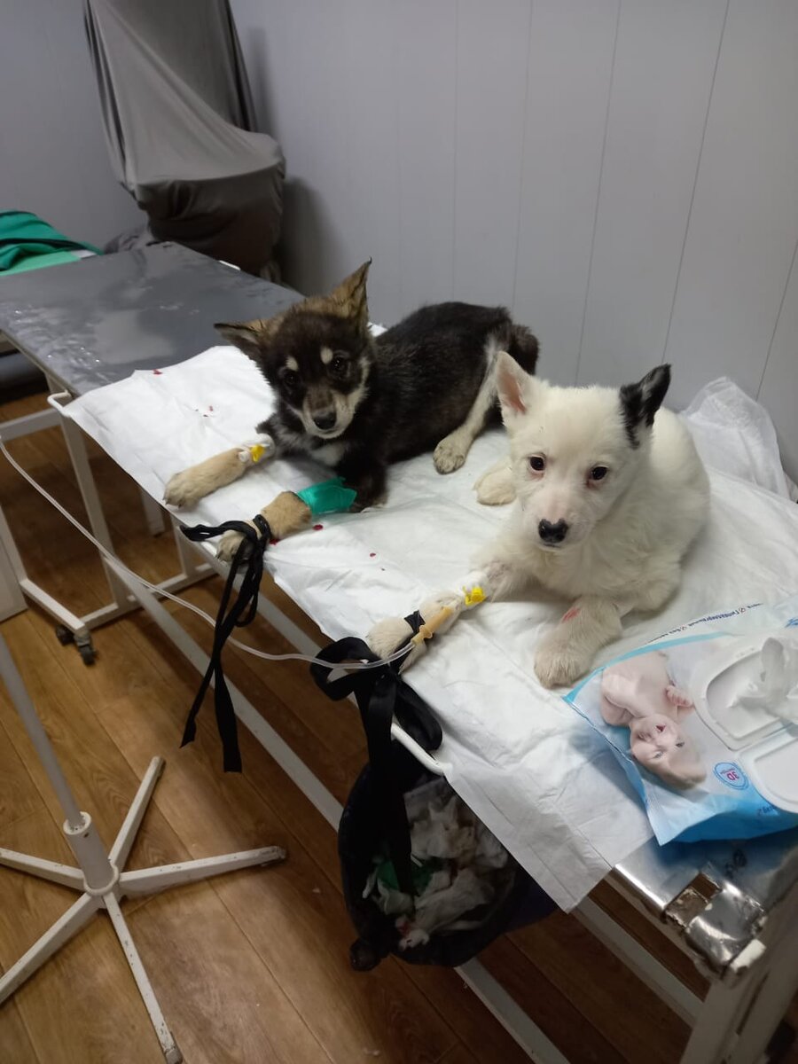 Ушли на радугу :(