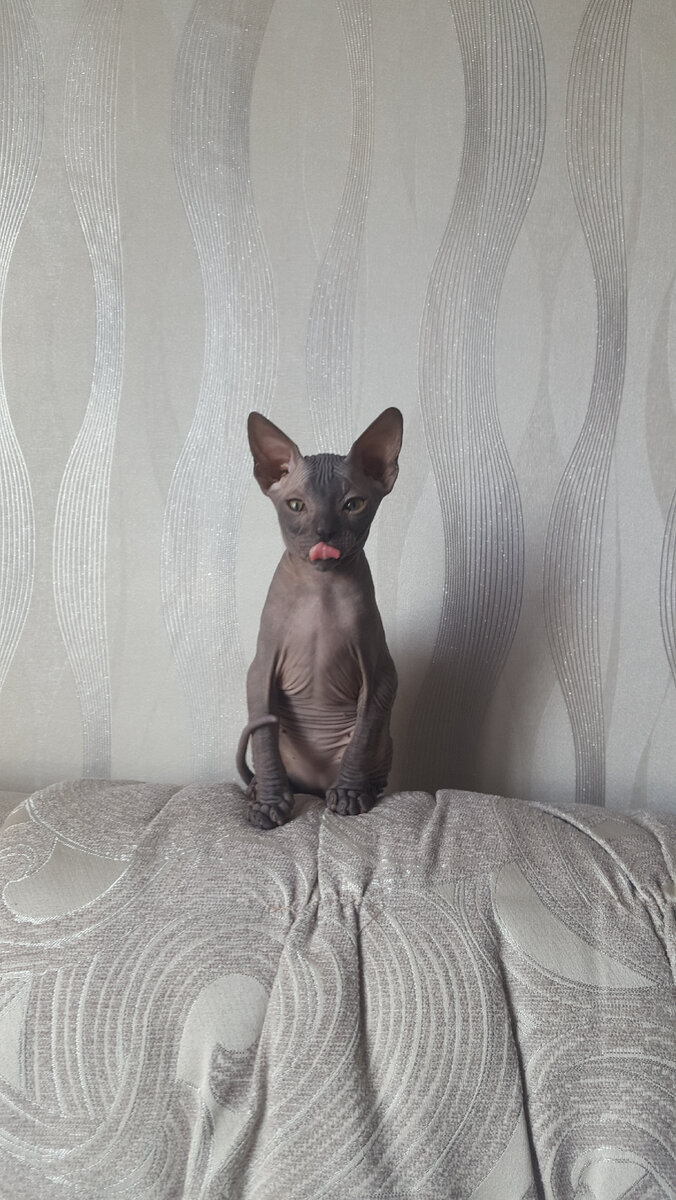 Как воспитывать сфинкса. Сфинкс (порода кошек). Лысые кошки маленькие. Канадский сфинкс мия. Как воспитывать сфинкса.
