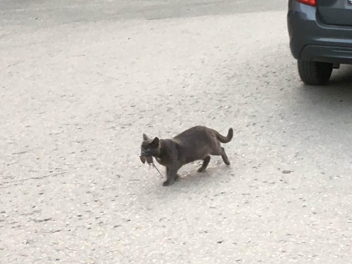 Бездомная кошка не уйдёт далеко от места, где ее кормят и где она в безопасности - даже если умеет добывать пропитание сама.