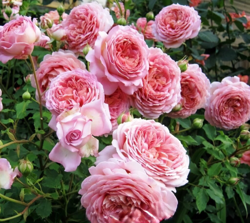 розе блэк пинк лицо. розе блэк пинк 2021 лицо. какого цвета глаза розе. розэ blackpink. какого цвета глаза розе.