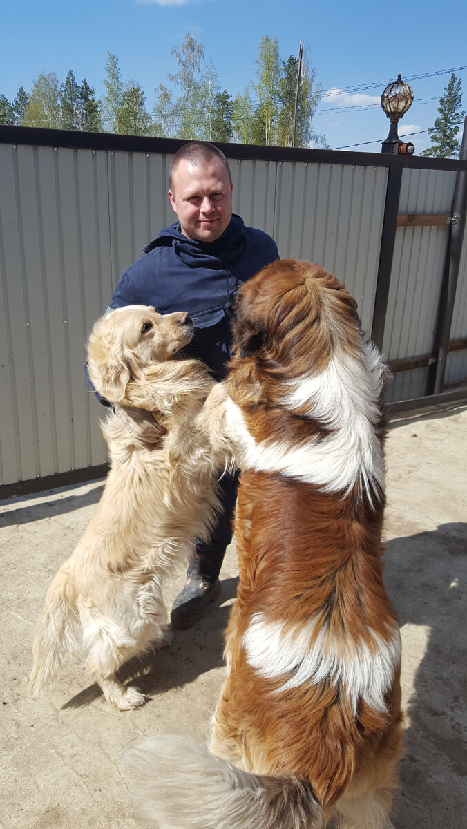 Муж, ретривер Айс, Москвич Антей.