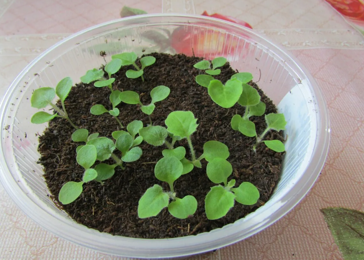 всходы ранункулюса

