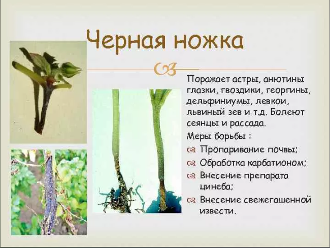 Как сохранить январскую рассаду цветов: 7 важных правил