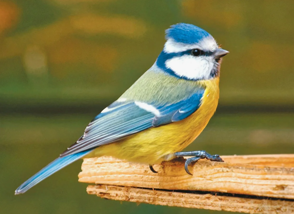 Синичка роли. Синица голубая лазоревка. Голубая синичка лазоревка. Птички синички и лазоревки. Лазоревка, синяя синица.