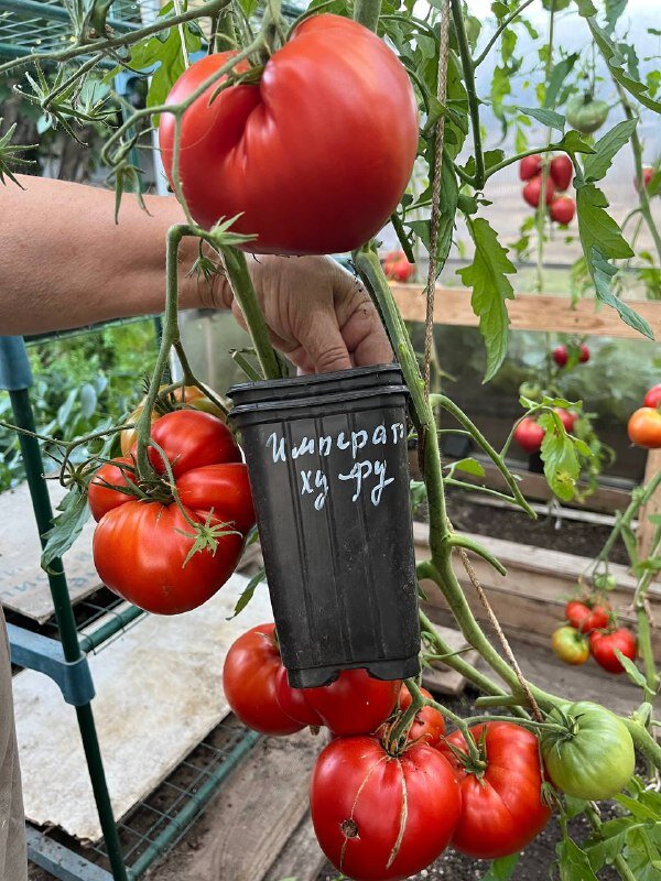 Томат Император Ху-Фу