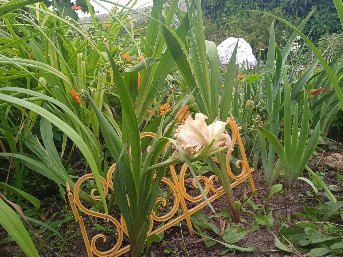 Холодильник для хранения луковиц цветов. Как хранить гладиолусы в холодильнике. Гладиолусы хранение зимой. Хранение луковиц гладиолусов зимой в домашних. Хранение гладиолусов в холодильнике.