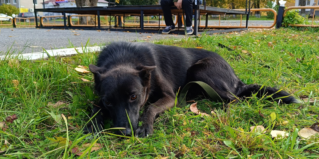 Маленькая собака Шаня. Живёт в приюте и надеется на чудо