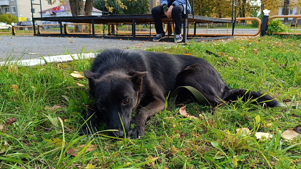 Приют для собак мини ищут дом. Приют для собак мини ищут дом. Собачки в приюте. Приют для собак мини ищут дом. Маленькие собачки в приютах.