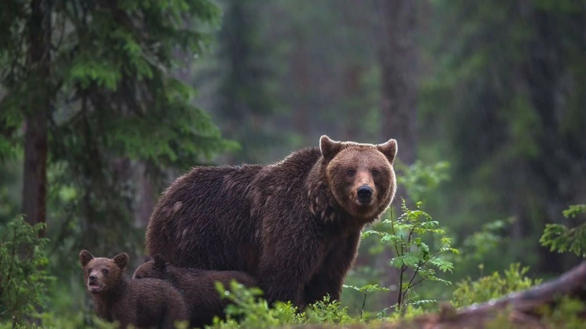 Животные лесов