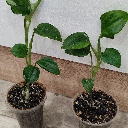 Мой - справа