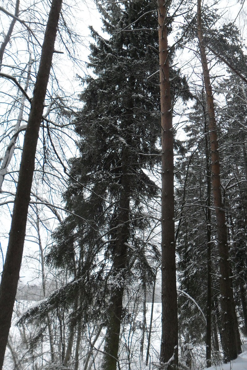 Зимняя прогулка. После Крещения | Рукодельница и ее кошки | Дзен