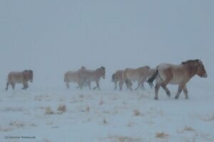  📷    В Оренбургском заповеднике рассказали, как лошади Пржевальского переживают суровые зимы Белов Михаил Александрович