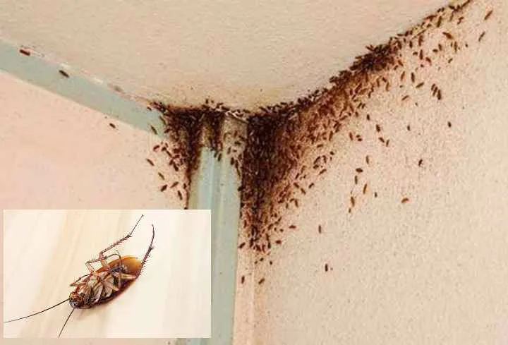 Таракан сдает квартиру. Тараканы в квартире. Тараканы домашние в квартире. Полчище тараканов в квартире.
