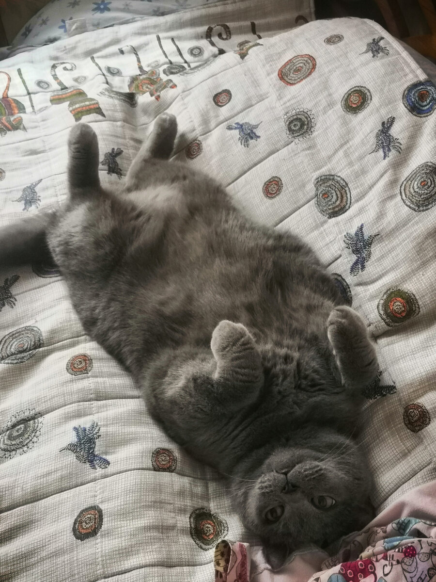 Моё британское чудо