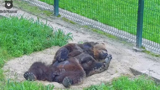 Расслабляемся в песочной ямке 🐻 Bear Mansur