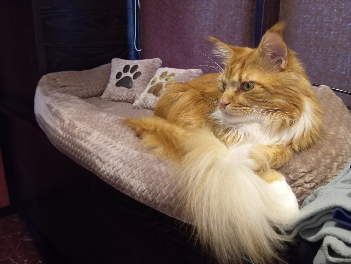 клички для кошек мейн кун. мейн кун кот мальчик. майкуны коты имена. кошачьи имена для девочек мейн кунов. имя для кошки мейн кун девочки.