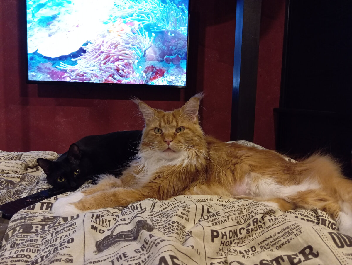 фото мейн куна. камышовый мейн кун. котята породы мейн кун. менкуй кошка. мейн-кун.