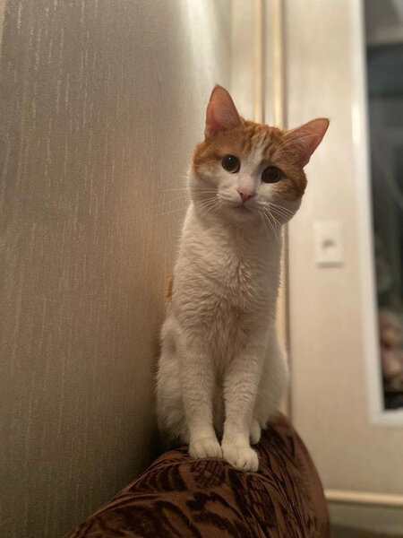 Погибший кот Твикс, Журнал MAXIM