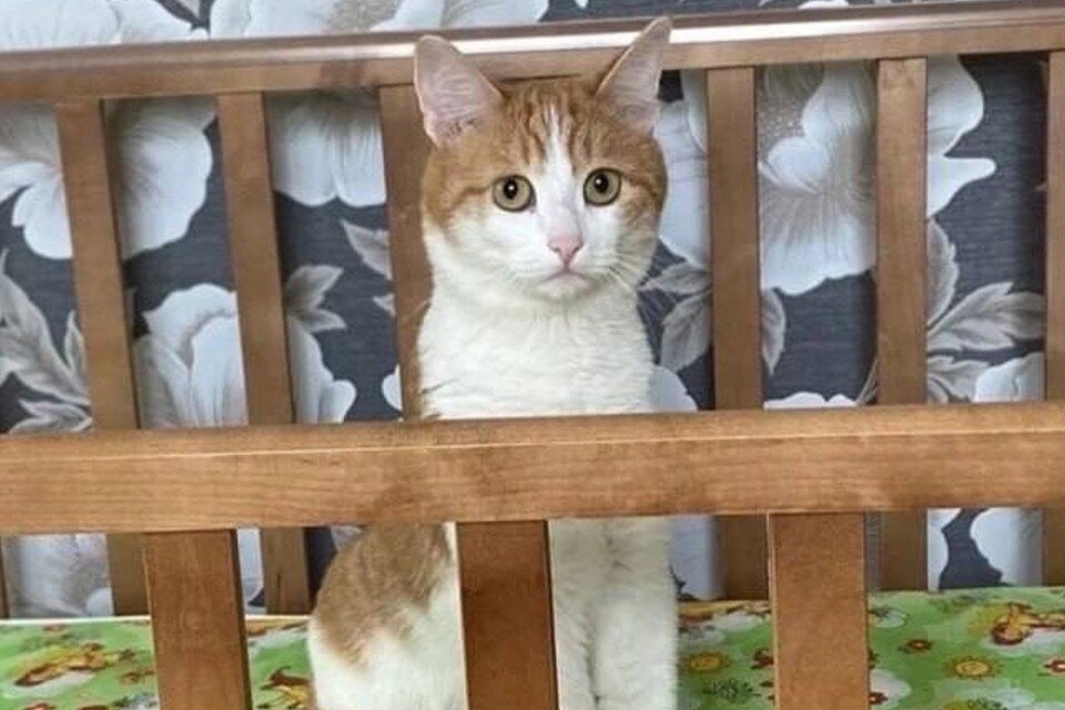    Полная история гибели кота Твикса, выброшенного на мороз проводницей. Фото: предоставлено "КП"