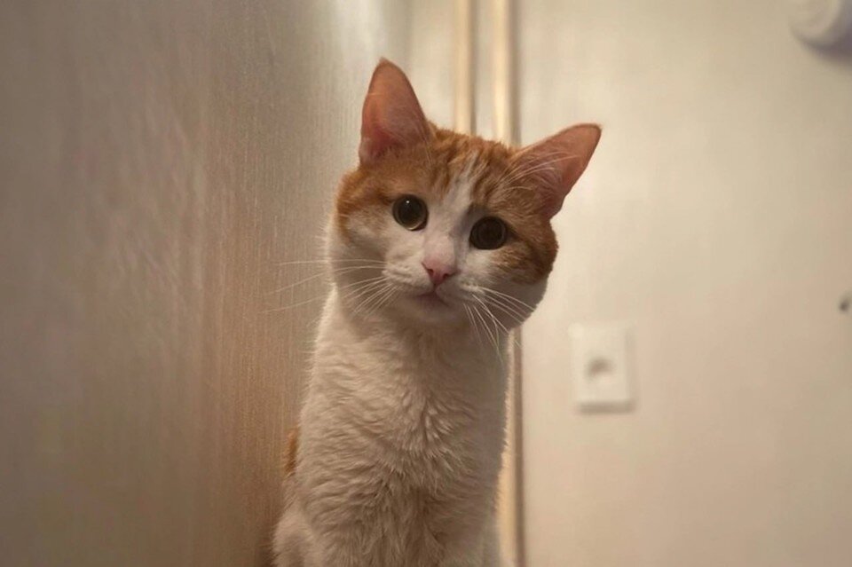    Твикс прожил с хозяевами три года. Его забрали из приюта больным. Выходили и окружили заботой и любовью. Фото: предоставлено "КП"