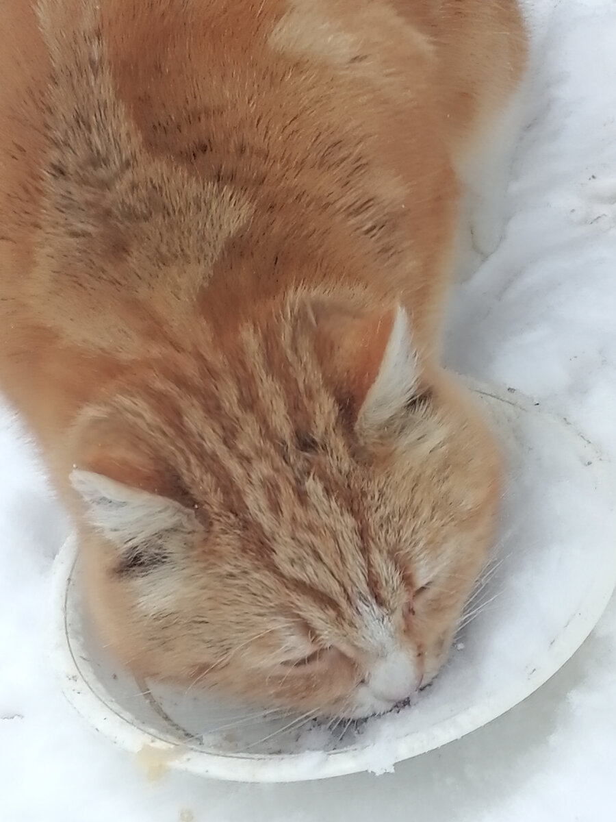 Поедающая из тарелки Бандитская пуля.