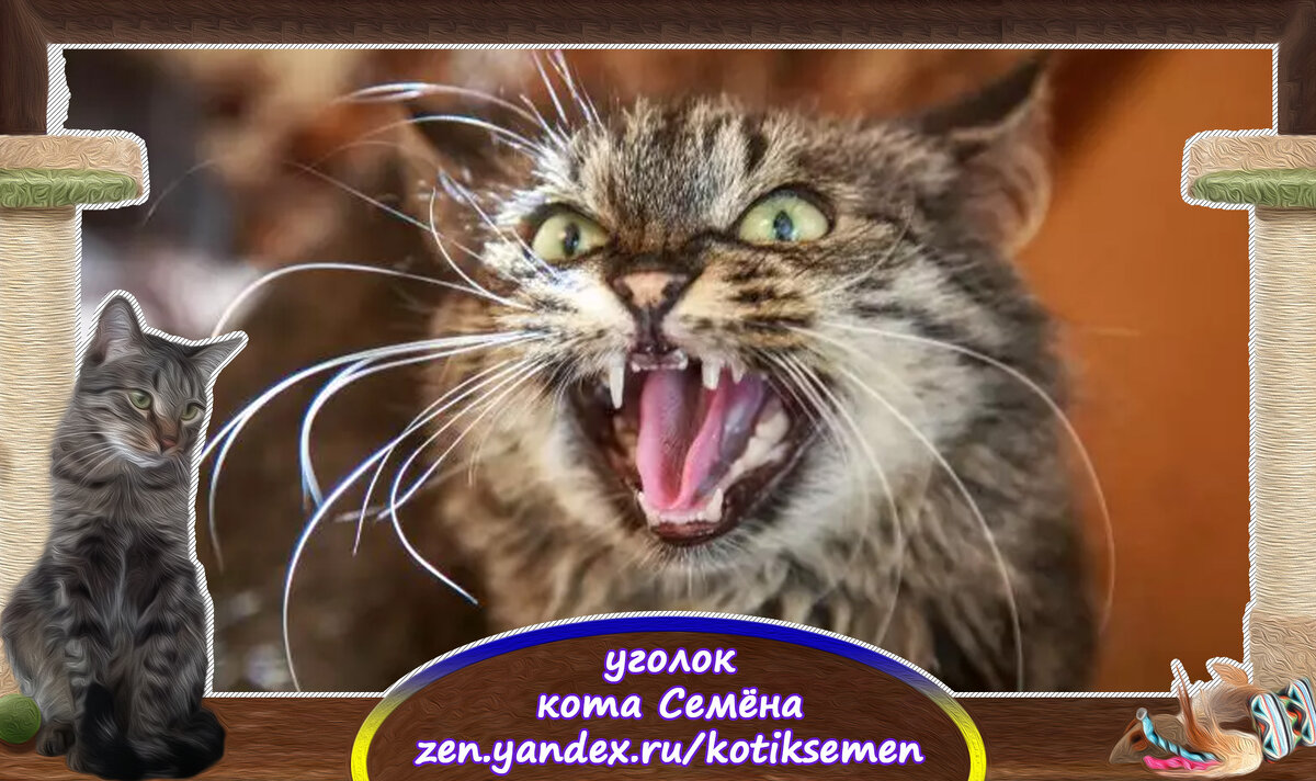 домашняя кошка спящая. кошка лежит на спине. кошка спит на человеке. почему кошка постоянно лежит. кошка валяется.